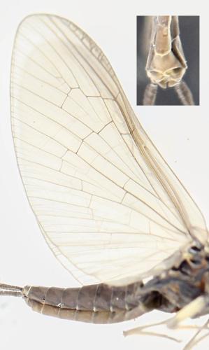 Baetis sp.